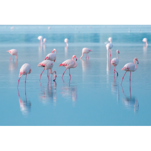 Картина на стекле Flamingos Signal 120х80