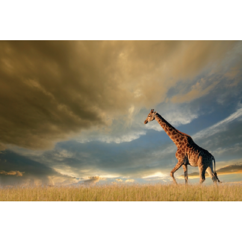 Картина на стекле Giraffe Signal 120х80